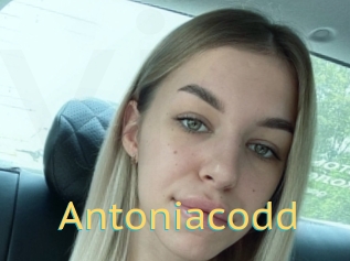 Antoniacodd