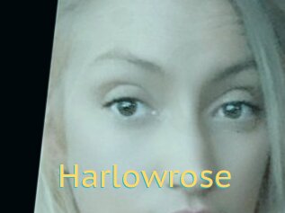 Harlowrose